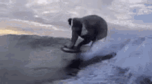 Surf Fail GIF - Surf Fail Elephant GIFs