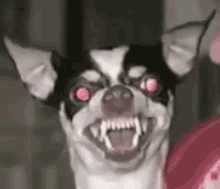 Dog Smile Angry GIF - Dog Smile Angry GIFs