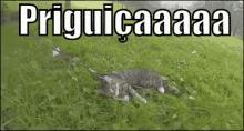 Priguiçaaaaa GIF - Priguica GIFs