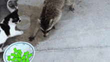 Raccoon Swooping Upvotes GIF - Swoop Swwoping In Steal GIFs
