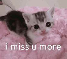 I Miss U Cat Love GIF - I Miss U Cat Love Cat GIFs