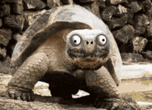 Turtle Teeth GIF - Turtle Teeth GIFs