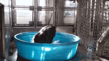 Gorilla Spinning Around GIF - Gorilla Spinning Around Bath GIFs