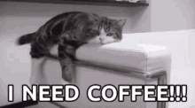 Cat I Need Coffee GIF - Cat I Need Coffee Mornings Be Like GIFs