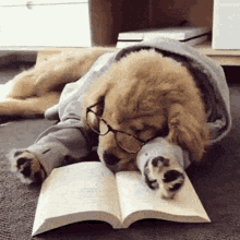 Dog Study GIF - Dog Study Sleepy GIFs