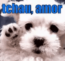 Tchau Amor / Beijos / Mandando Beijo / Tchauzinho // Cachorro GIF - Bye Love Kisses Blowing Kisses GIFs