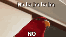 Not Funny Didnt Laugh Red Bird GIF - Not Funny Didnt Laugh Red Bird GIFs