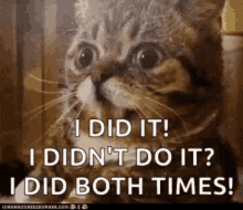 Cats Did It GIF - Cats Did It GIFs