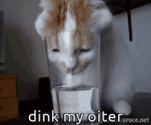Animals With Captions Dink My Oiter GIF - Animals With Captions Dink My Oiter Cat Drinking Water GIFs