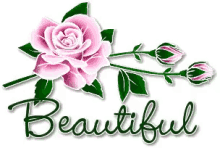 beautiful flower rose