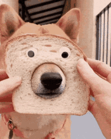 Dog Bread Nose GIF - Dog Bread Nose Cute GIFs