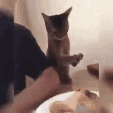 [Image: funny-animals-steal-food.gif]