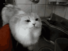 Water Cat GIF - Water Cat Thirsty GIFs