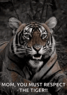 Tiger Roar GIF - Tiger Roar You Must Respect GIFs