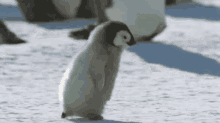 Penguin Cute GIF - Penguin Cute Hurry GIFs
