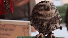 Cute Owl GIF - Cute Owl Pet GIFs
