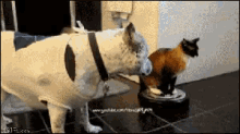 おいとく GIF - Dog Cat Roomba Vacuum GIFs