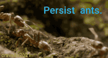 Persistent Ants GIF - Persistent Persist Ants GIFs