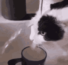 Drinking Cat GIF - Drinking Cat GIFs