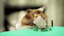 Hamster Eating GIF - Hamster Eating Happy Birthday GIFs