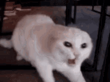 Cat Mad GIF - Cat Mad Angry GIFs