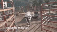 Blizten Reindeer GIF - Blizten Reindeer Ranch GIFs
