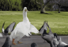 Dancing Duck GIF - Dancing Duck Bird GIFs