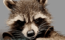 Guardians Of The Galaxy GIF - Guardians Of The Galaxy Sneer Rocket Racoon GIFs