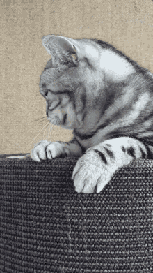 Boring Cat GIF - Boring Cat Yawn GIFs