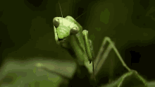 The Mantis Closeup GIF - Cute Mantis Animals GIFs