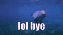 Dolphin Lol Bye GIF - Dolphin Lol Bye GIFs