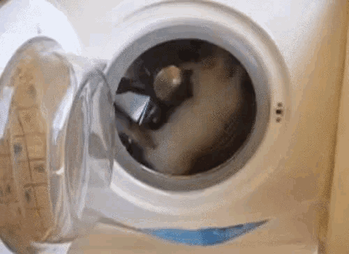 洗濯機 ねこ 面白い 可愛い動物 Gif Laundry Machine Cat Discover Share Gifs