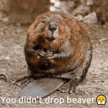 Sar Beaver You Didnt Drop Beaver GIF - Sar Beaver You Didnt Drop Beaver Drop Beaver GIFs