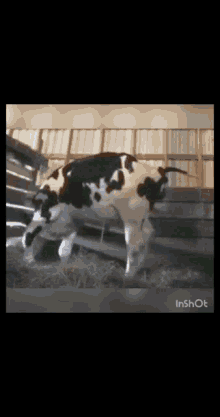 Bovine Excrement Gifs Tenor