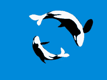 Delfinlər Delfinler GIF - Delfinlər Delfinler Yunus Balığı GIFs