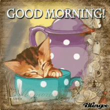 Good Morning Cat GIF - Good Morning Cat Kitten GIFs
