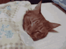 asleep cat