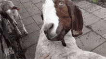 Goat Head Roll GIF - Goat Head Roll Head Twist GIFs