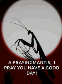 Praying Mantis You Have A Good Day GIF - Praying Mantis Mantis Praying GIFs