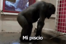 Pisciarsi Addosso Pipi Scimmia Gorilla GIF - To Piss To Pee Monkey GIFs