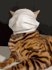 Cat Grumpy Mask Facemask Unhappy Badmood Jfkpost GIF - Cat Grumpy Mask  Facemask Unhappy Badmood Jfkpost - Discover &amp; Share GIFs