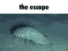 Isopod Ifunny GIF - Isopod Ifunny The Escape GIFs