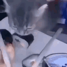 Cat Flying GIF - Cat Flying Sushi GIFs