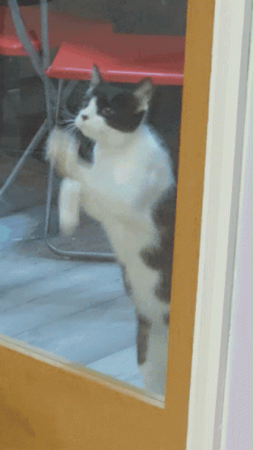 cat-window.gif