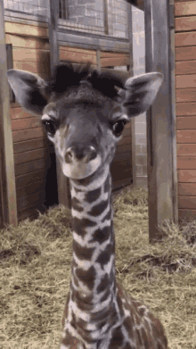 Derp Giraffe GIF - Derp Giraffe Baby Giraffe GIFs