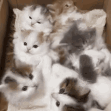 Küçük GIF - Kucuk Kedi Yavru GIFs
