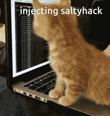 saltyhack bbot fartware armando lily saltyhack bbot fartware armando lily