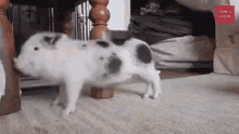 Itchy Piggy GIF - Itchy Piggy Pig GIFs