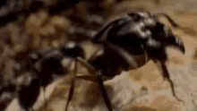 Insect Ant GIF - Insect Ant Bite GIFs