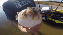 Fugu Pufferfish GIF - Fugu Pufferfish Blowfish GIFs